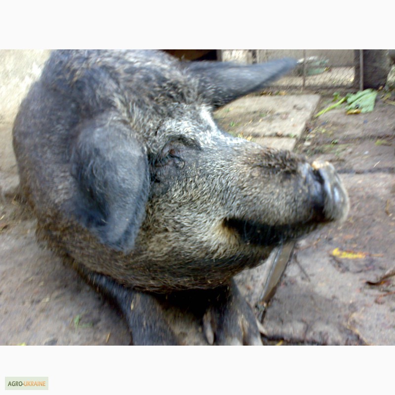 Фото 3. Продам свиноматку венгерської мангалиці