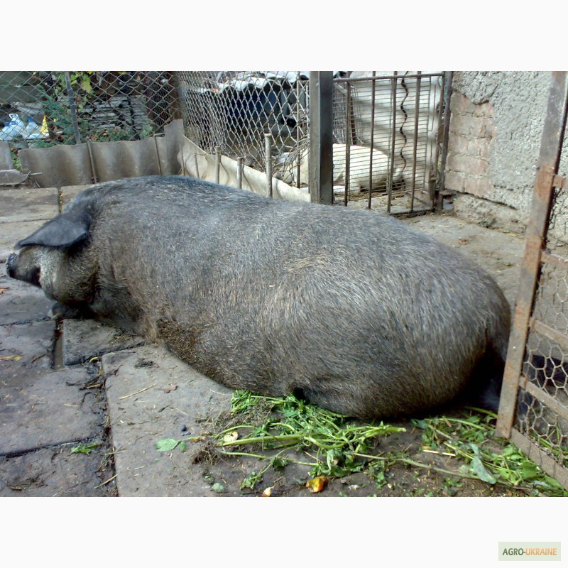 Фото 4. Продам свиноматку венгерської мангалиці