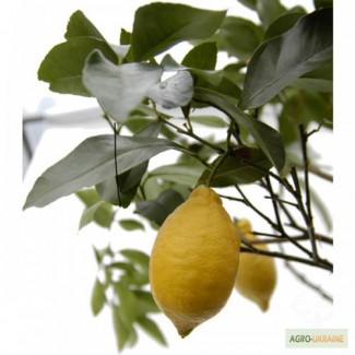 1-2 летнее растение комнатного лимона