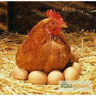 Продам яйцо куриное С0 С1 С2 оптом