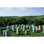 Продам пасеку: отводки, пчелы, сушь в Харькове