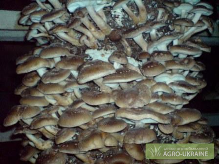 Фото 2. ВЕШЕНКА Шиитаке. мицелий. грибы. Грибные блоки