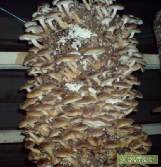 Фото 3. ВЕШЕНКА Шиитаке. мицелий. грибы. Грибные блоки