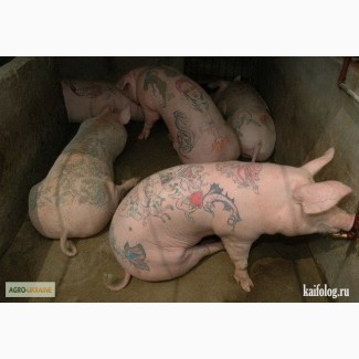 Продам свині (петрен, ландрас), 105-125 кг, більше 100 голов