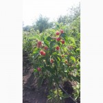 Продам саженцы малины Крепыш, малиновое дерево. Хмельницкая область