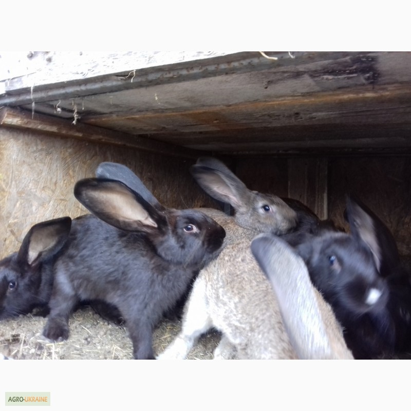 Фото 4. Кролики разных пород полтавское серебро, великаны. рыжики. баранчмкм. бабочки