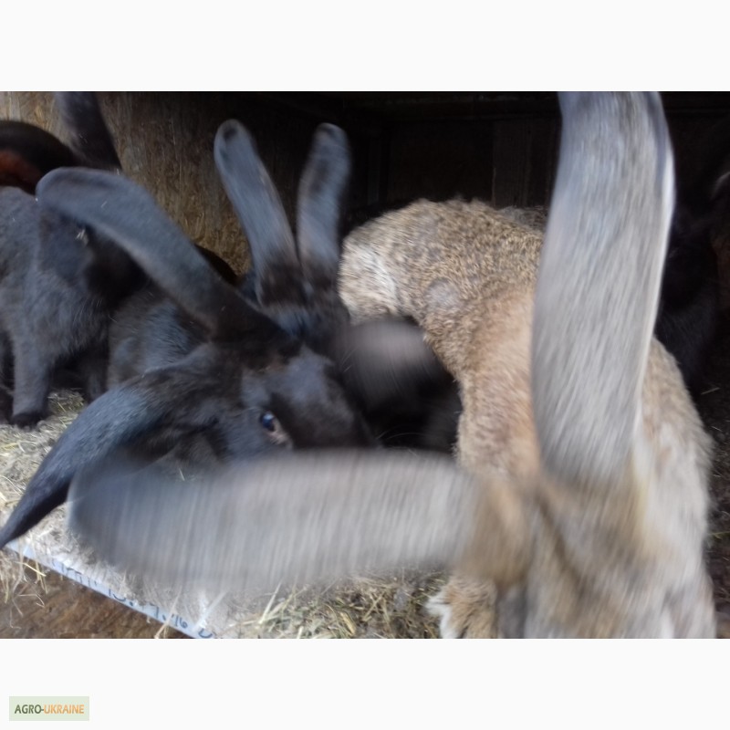 Фото 6. Кролики разных пород полтавское серебро, великаны. рыжики. баранчмкм. бабочки