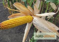 Фото 3. Семена кукурузы венгерской Вудсток Гибрид Шаролта - ФАО 290