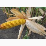 Семена кукурузы венгерской Вудсток Гибрид Шаролта - ФАО 290
