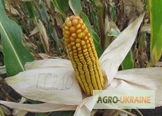 Фото 4. Семена кукурузы венгерской Вудсток Гибрид Шаролта - ФАО 290