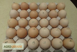 Фото 2. Яйця інкубаційні курей бройлерів КОББ-500 ( COBB-500 ) Україна