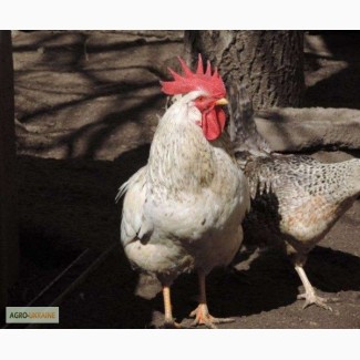 Несушка, цыплята Борковская барвистая(порода)