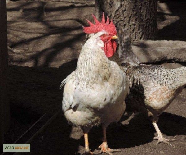Несушка, цыплята Борковская барвистая(порода)