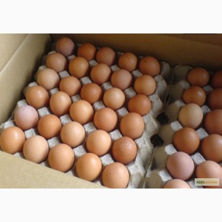 Продам инкубационные яйца