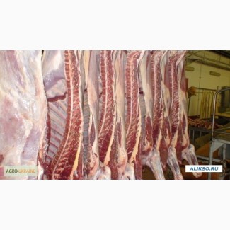 Предлагаем мясо говядины из Украины на экспорт