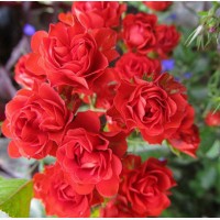 Саженцы роз Scarlet Meillandecor (Скарлет Майландекор)