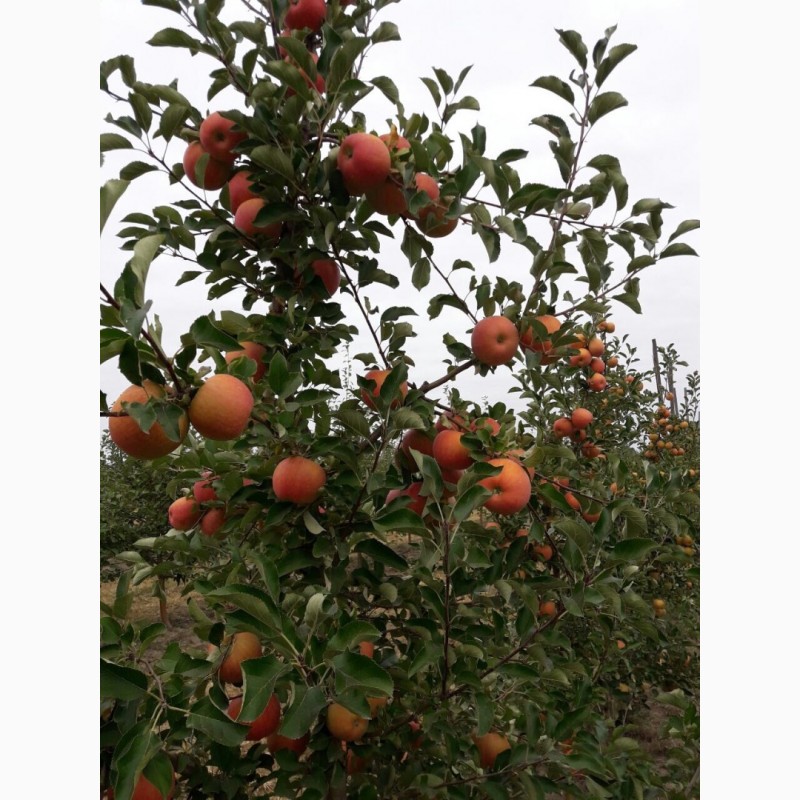 Фото 2. Продам яблоки «Слава победителю»напрямую из сада!Урожай 2022г