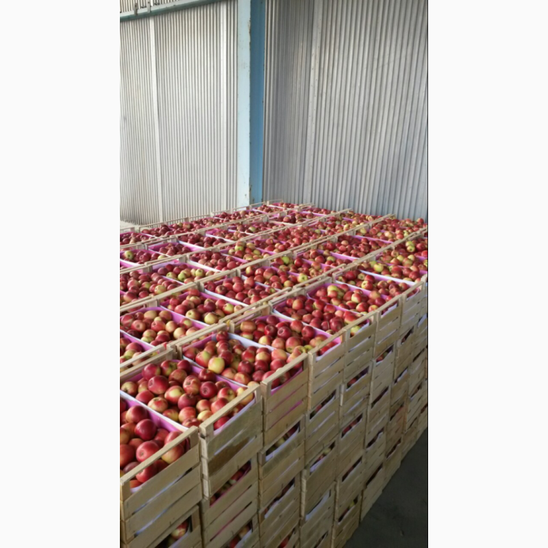 Фото 3. Продам яблоки «Слава победителю»напрямую из сада!Урожай 2022г