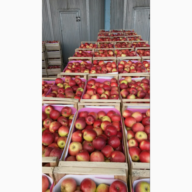 Фото 4. Продам яблоки «Слава победителю»напрямую из сада!Урожай 2022г