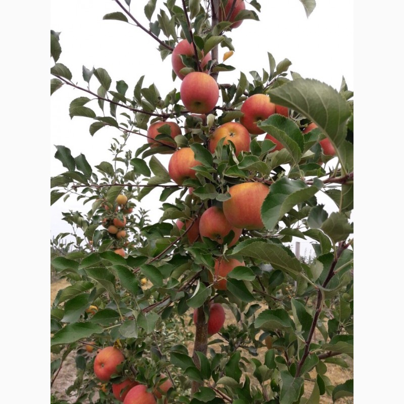 Фото 5. Продам яблоки «Слава победителю»напрямую из сада!Урожай 2022г