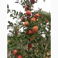 Продам яблоки «Слава победителю»напрямую из сада!Урожай 2022г