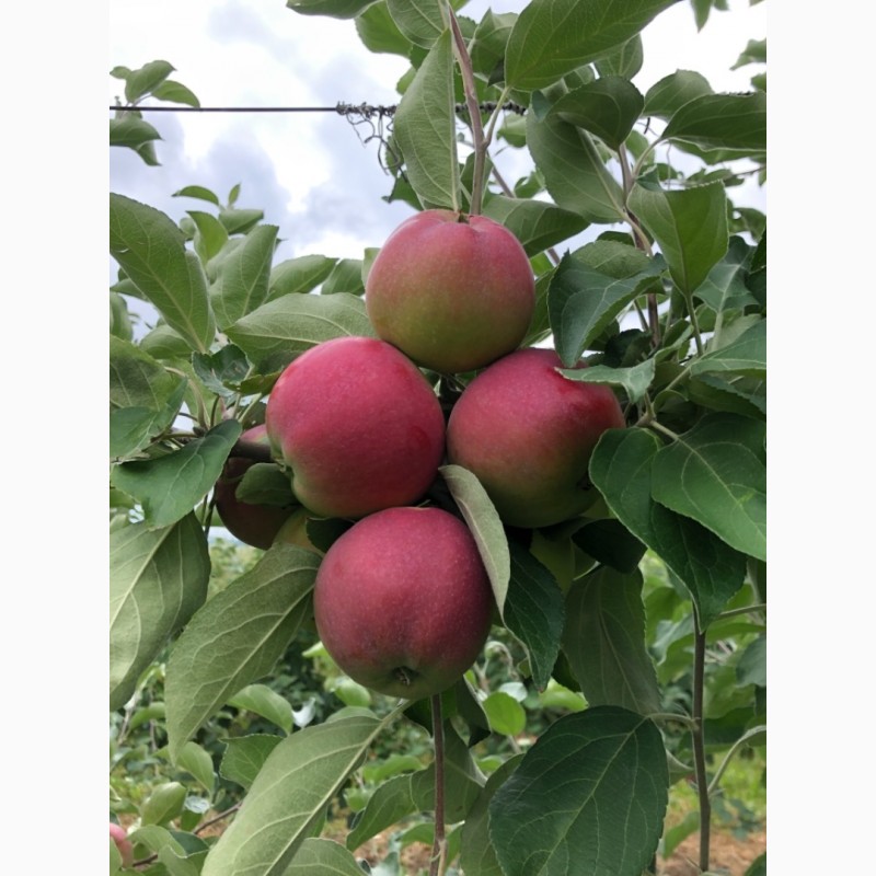 Фото 8. Продам яблоки «Слава победителю»напрямую из сада!Урожай 2022г