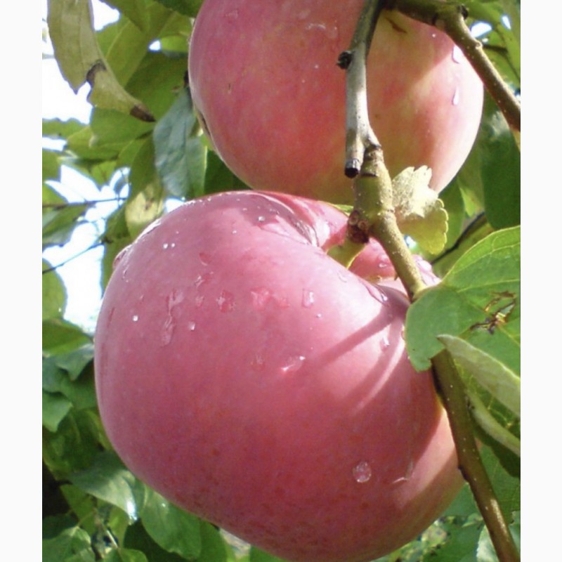 Фото 9. Продам яблоки «Слава победителю»напрямую из сада!Урожай 2022г