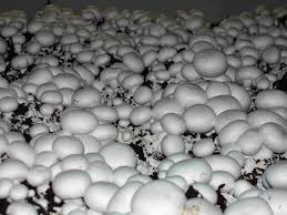 Продам гриби шампіньйони, до 30 000 кг щомісячно
