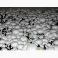 Продам грибы шампиньоны, до 30 000 кг ежемесячно