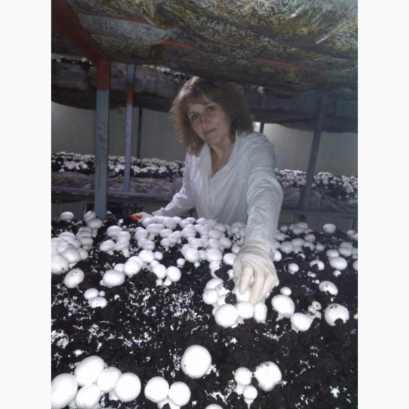 Фото 4. Продам гриби шампіньйони, до 30 000 кг щомісячно