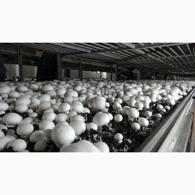 Фото 3. Продам гриби шампіньйони, до 30 000 кг щомісячно
