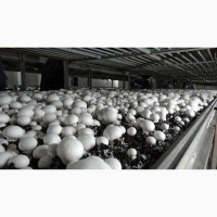 Продам гриби шампіньйони, до 30 000 кг щомісячно