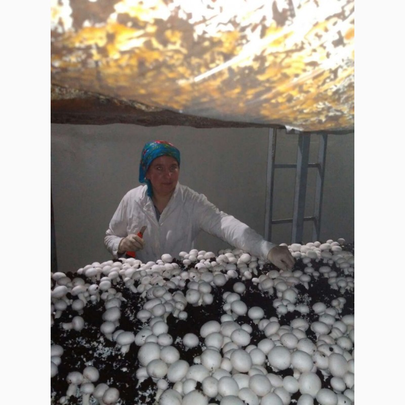 Фото 5. Продам гриби шампіньйони, до 30 000 кг щомісячно