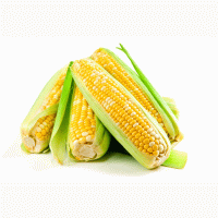 Продам гибрид кукурузы НЕРТУС-АГРО НС-400