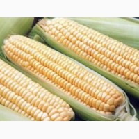 Семена кукурузы ВН 63 (ВНИИС)