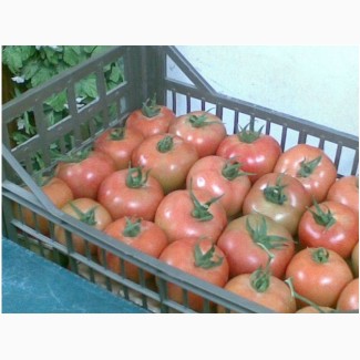 Помидор (ailsa tomatoes)- Египет