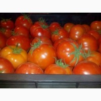 Помидор (ailsa tomatoes)- Египет