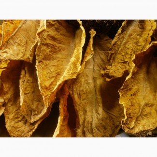 Продам табак листовой Берли, Вирджиния, Гавада, Дукат