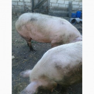 Продам домашних свиней мясной породы (2 головы)