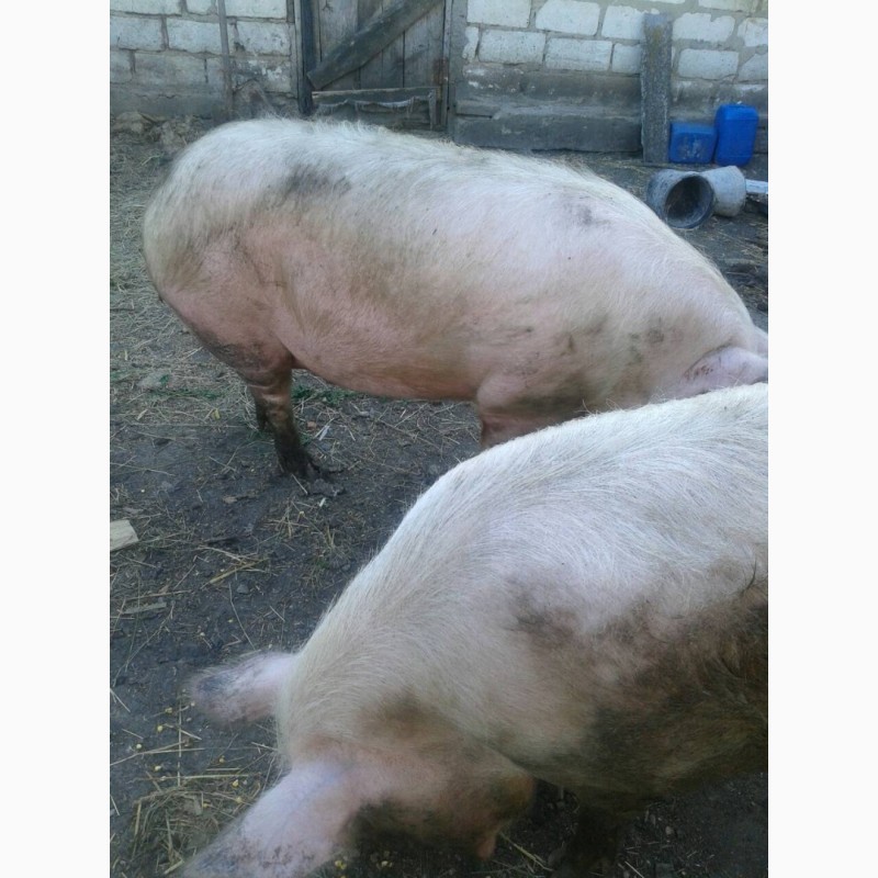 Продам домашних свиней мясной породы (2 головы)