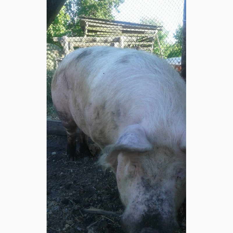 Фото 2. Продам домашних свиней мясной породы (2 головы)