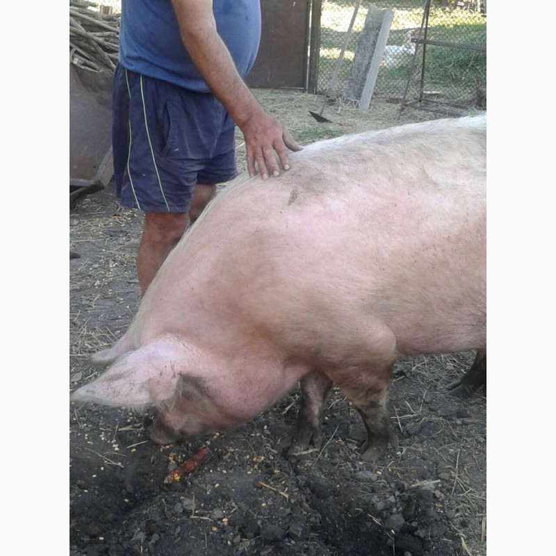 Фото 3. Продам домашних свиней мясной породы (2 головы)