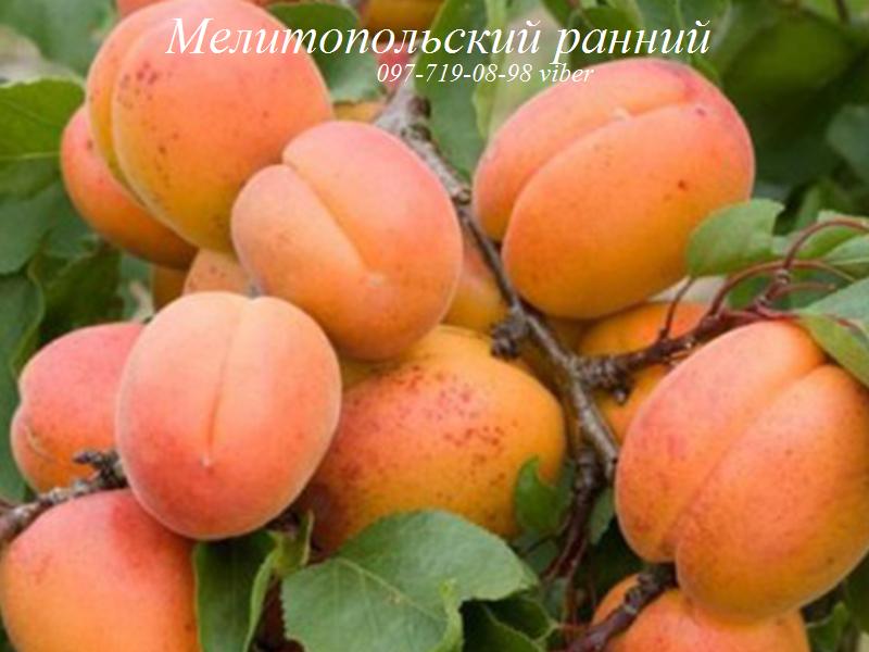 Фото 2. Саженцы абрикоса