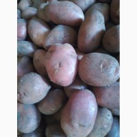 Продам товарный картофель сорт Белла Росса, Ароза