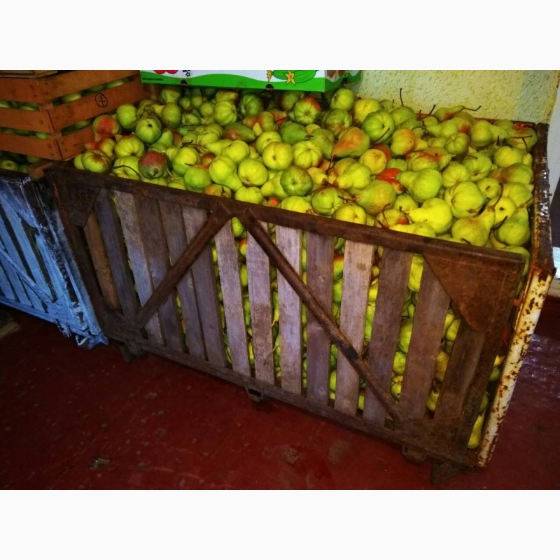 Фото 2. Продам яблука, груші з власного саду