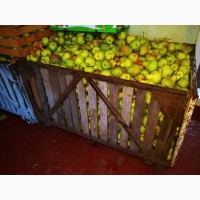 Продам яблука, груші з власного саду