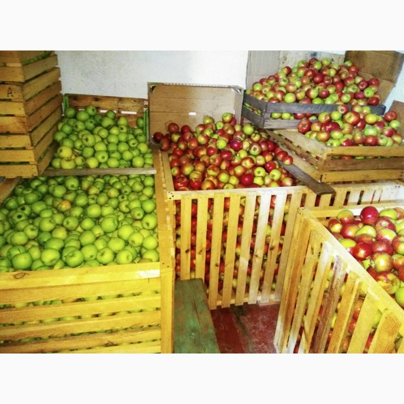 Фото 3. Продам яблука, груші з власного саду