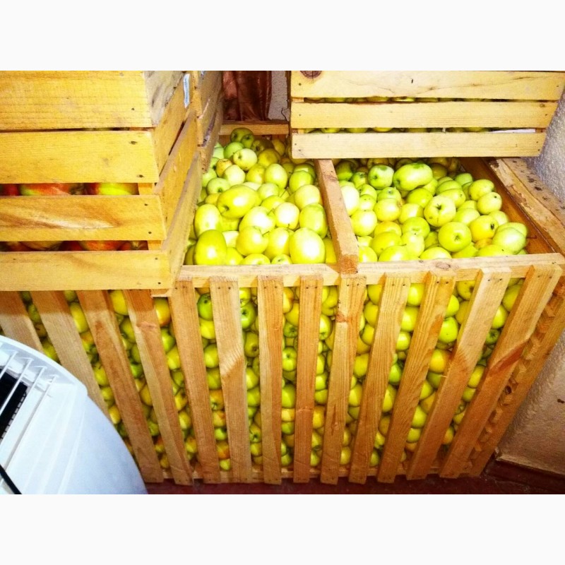 Фото 4. Продам яблука, груші з власного саду
