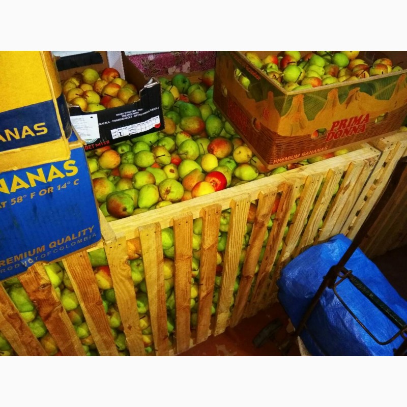 Фото 5. Продам яблука, груші з власного саду