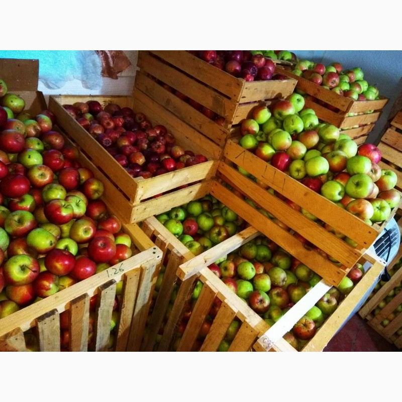 Фото 7. Продам яблука, груші з власного саду